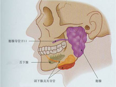 腮腺及导管的位置示意图